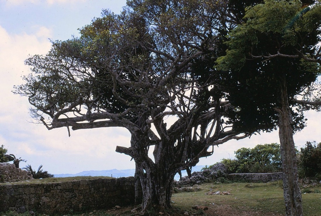okinawa5-71-18nakagusuka - Copy
