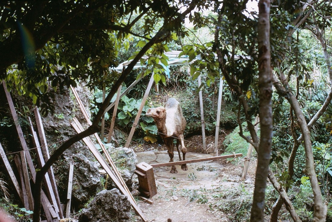 okinawa5-71-23nakagusuka - Copy